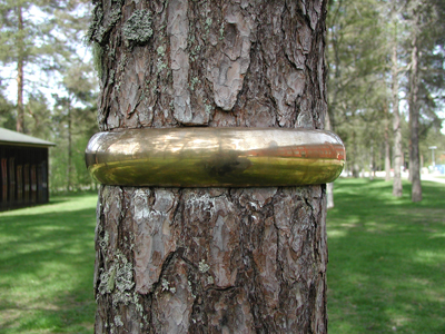 Anna Rensrtröm, Alliansring, 2000 Anna Rensrtröm, Alliansring, 2000
